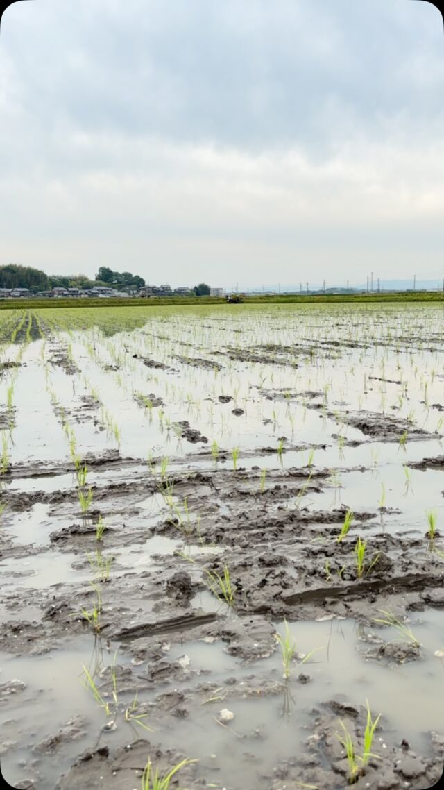 2025年の田植え、スタートしてます！

#田植え　#伊賀米 #伊賀米コシヒカリ #田植えの季節 #agri1059
